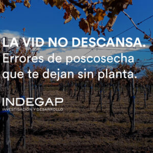 La vid no descansa.